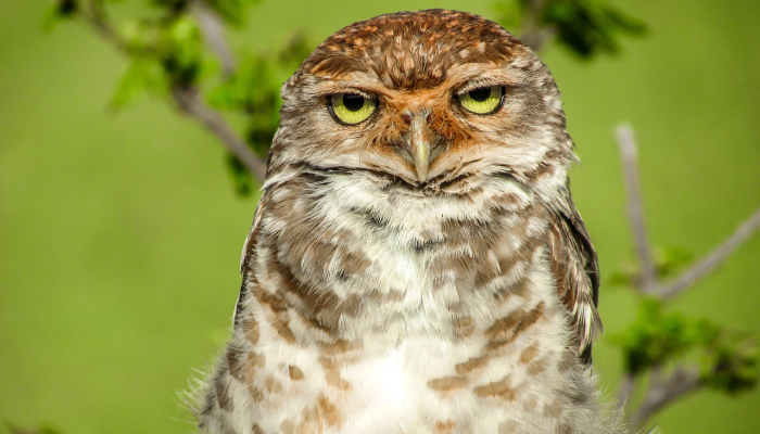 实测教程”新漫游牛牛有透视软件吗”其实确实有挂