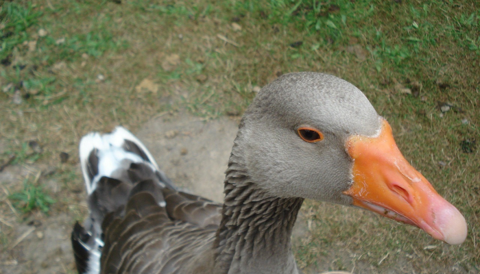 辅助开挂神器“红豆娱乐透视辅助器”开挂(透视)辅助教程