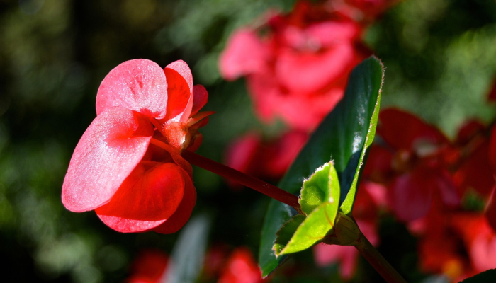 最新一款“牛小天飘三叶辅助方法”开挂详细教程