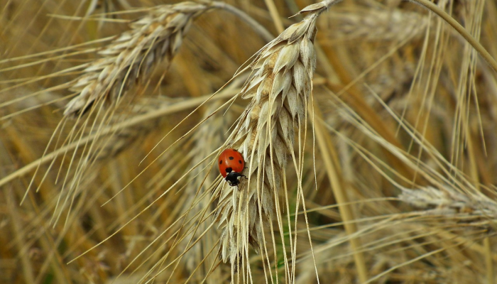 开挂辅助工具“永胜联盟开挂辅助软件”其实确实有挂