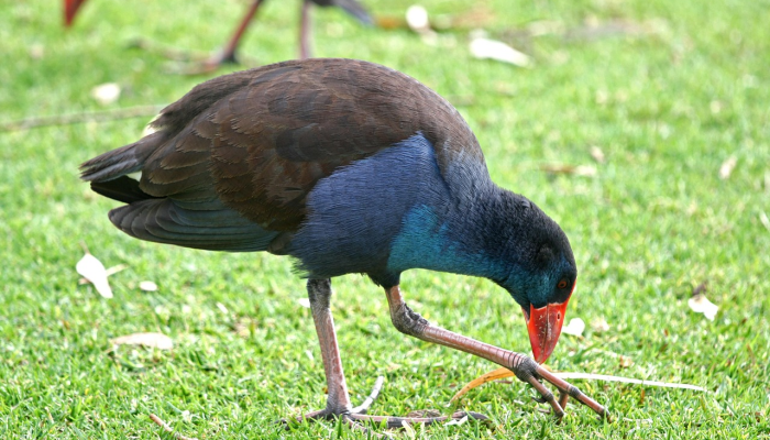 实测教程”wepoker透视插件”(透视)其实确实有挂 实测教程”wepoker透视插件”(透视)其实确实有挂