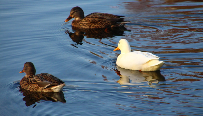 万能开挂辅助“老友十三水辅助挂”开挂(透视)辅助教程