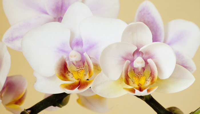 最新一款“花花生活圈挂怎么开”开挂详细教程