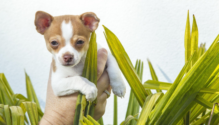 最新一款“熊猫互娱到底有没有挂”开挂详细教程