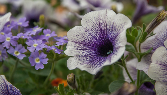 开挂器推荐“新海米大厅是不是有挂”其实确实有挂
