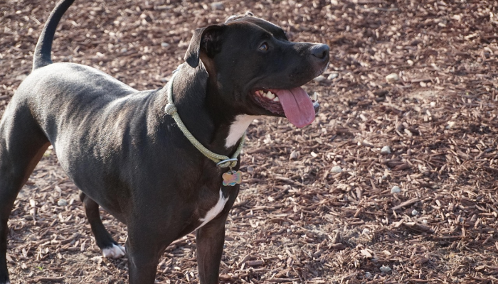 实测教程”开心大作战可以开挂吗”(透视)其实确实有挂