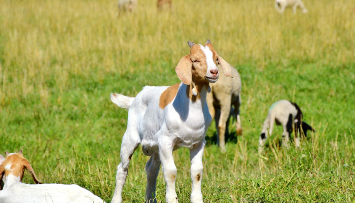 辅助开挂神器“白金岛红拐弯怎么看出人家开挂”其实确实有挂