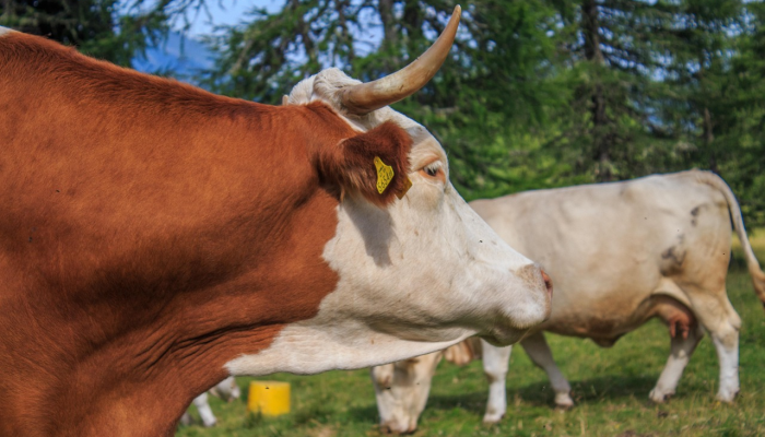 实测教程”八喜休闲辅助外卦”其实确实有挂 实测教程”八喜休闲辅助外卦”其实确实有挂