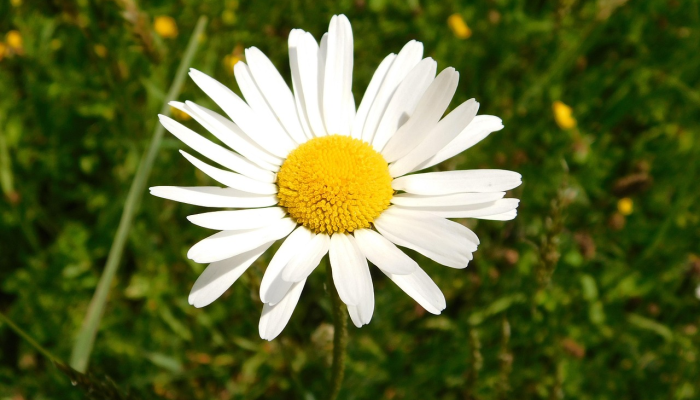 辅助神器“大唐撸麻雀怎么开挂”(透视)其实确实有挂