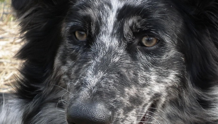 辅助开挂神器“wepoker私人局透视”其实确实有挂