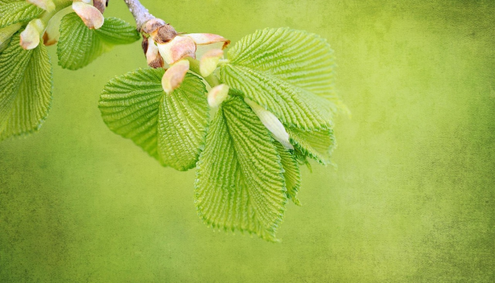 实测教程”wepoker轻 量版透视挂”(透视)其实确实有挂