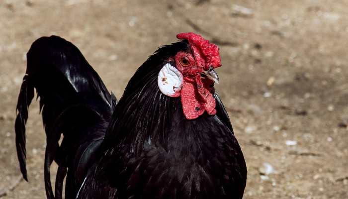 辅助开挂神器“十三张辅助软件开挂”其实确实有挂