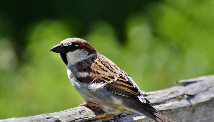 实测教程”微信斗牛挂怎么安装”其实确实有挂