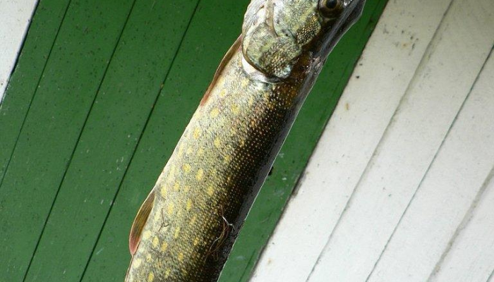 实测教程”aapOKer透视开挂辅助脚本”开挂(透视)辅助教程