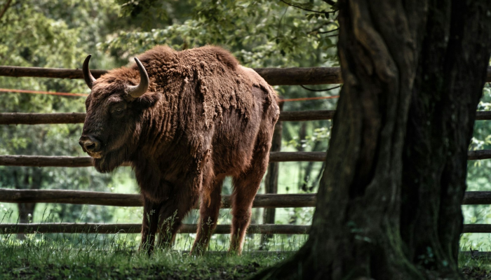 教程开挂辅助“大家会2可以开挂吗”(透视)其实确实有挂
