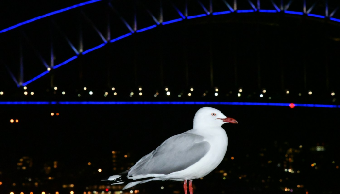 辅助开挂神器“随便玩长沙麻将确实真的有挂”其实确实有挂