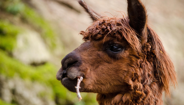 万能开挂辅助“人人互娱怎么开挂”(透视)其实确实有挂