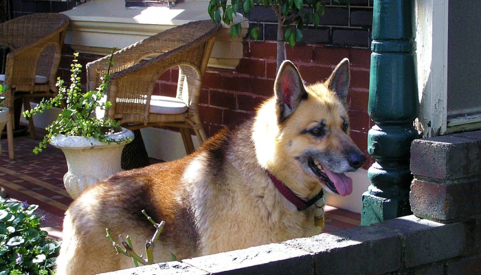 最新教程“疯狂动物城怎么开挂”开挂详细教程