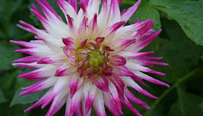 万能开挂辅助“江南苑苑真的确实有挂”开挂(透视)辅助教程