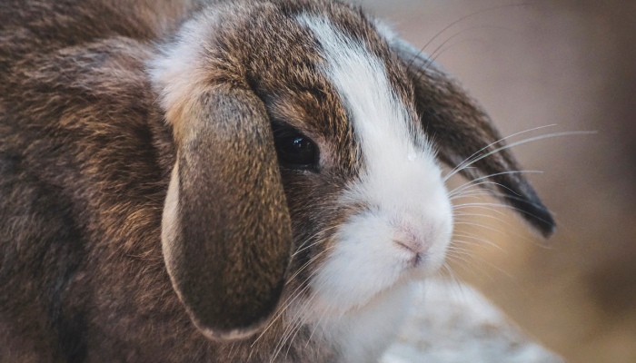 最新教程“呗兔真的确实有挂吗”开挂详细教程