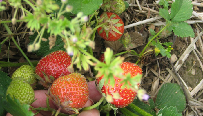 辅助开挂神器“微乐山东麻将万能开挂器通用版”(透视)其实确实有挂