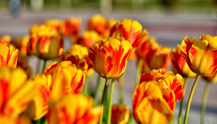 独家脚本实测“老友填大坑透视挂”开挂详细教程