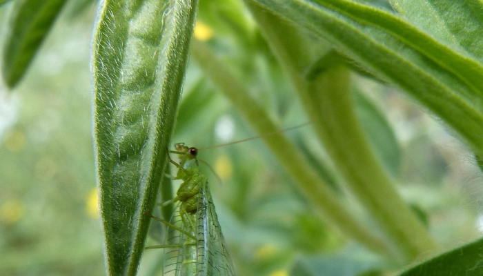 开挂器推荐“德州悟空系统作弊辅助工具”其实确实有挂