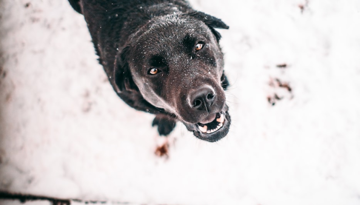 开挂器推荐“胡一统有没有挂吗”其实确实有挂