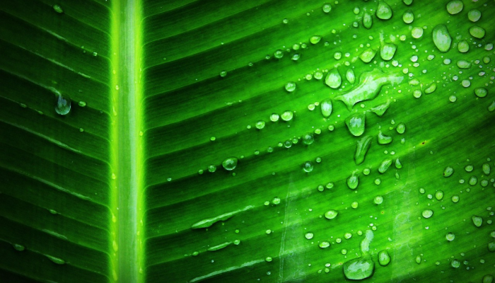 实测教程”白金岛长沙麻将怎么开挂”其实确实有挂