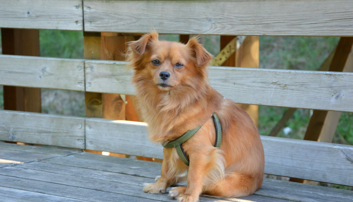 独家脚本实测“哈狗游戏十三道到底有挂吗”开挂详细教程