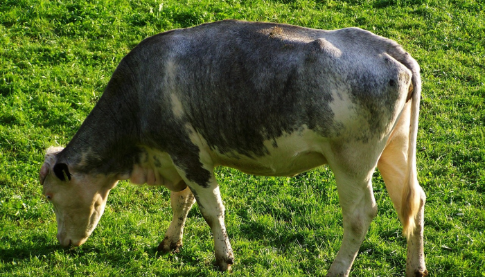 实测教程”铭心牛牛是不是有挂吗”详细辅助透视
