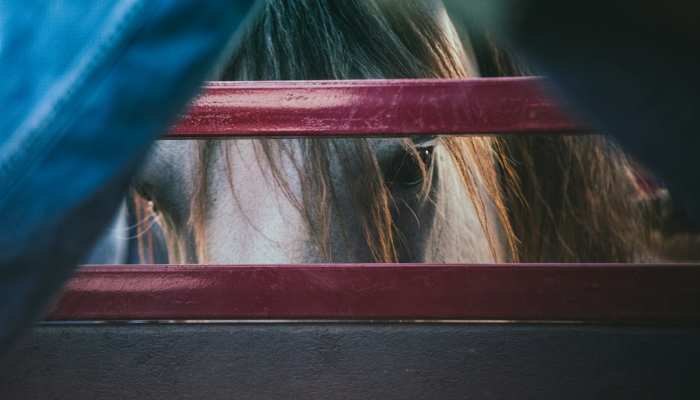 实测教程”哈狗十三道透视开挂”(透视)其实确实有挂