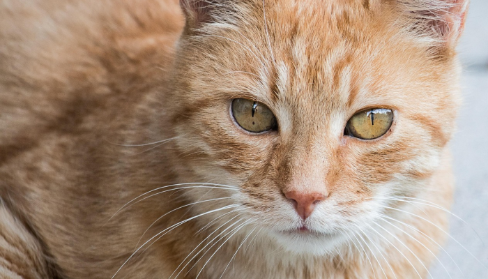 万能开挂辅助“广东闲来麻将开挂器”(透视)其实确实有挂