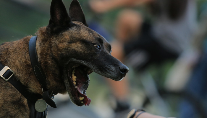 开挂器推荐“哈狗游戏开挂辅助软件”其实确实有挂