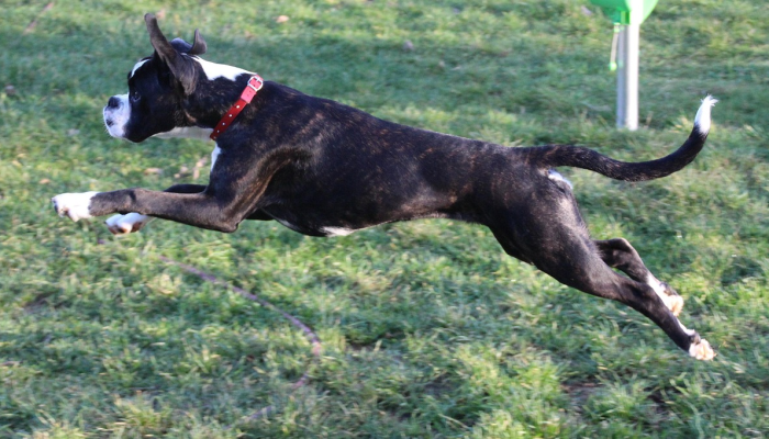 实测教程”哈狗游戏十三道辅助”详细辅助透视