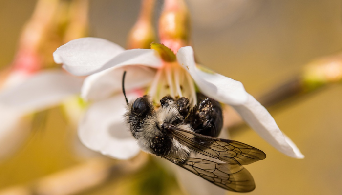 开挂器推荐“蜜蜂众娱真的确实有挂”其实确实有挂
