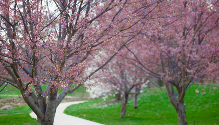 实测教程”樱花众娱能安装挂吗”详细辅助透视