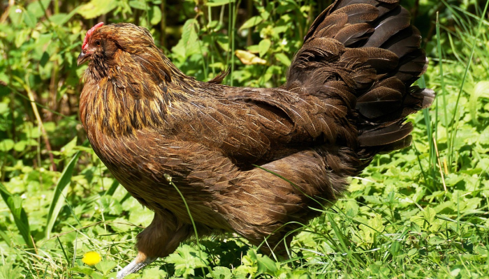 教程开挂辅助“旺旺福建麻将可以开挂吗”开挂(透视)辅助教程