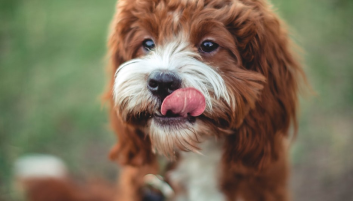 开挂器推荐“哈狗游戏十三道到底有挂吗”其实确实有挂