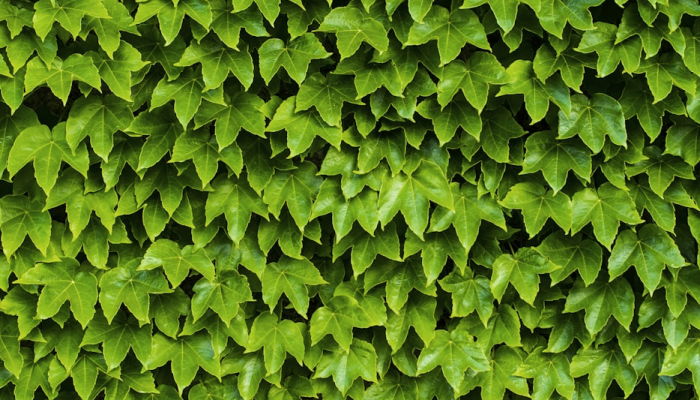 辅助开挂神器“hhwepoker透视辅助挂”(透视)其实确实有挂