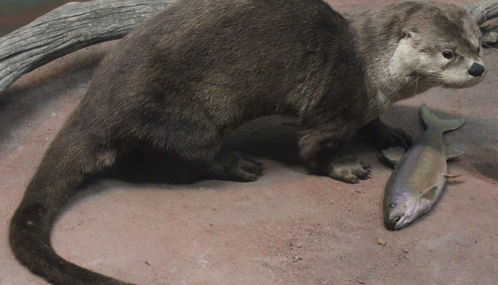 教程开挂辅助“微乐陕西三代挂开挂”开挂(透视)辅助教程