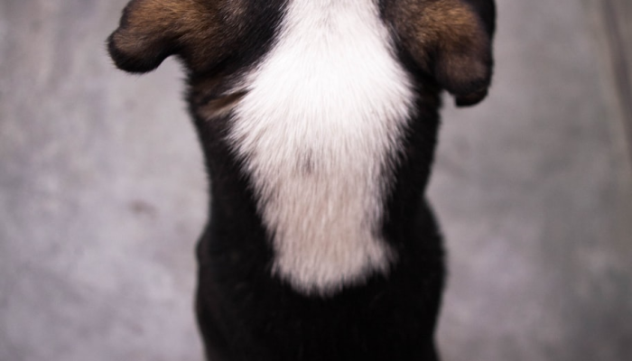 万能开挂辅助“哈狗游十三道开挂教程”(透视)其实确实有挂