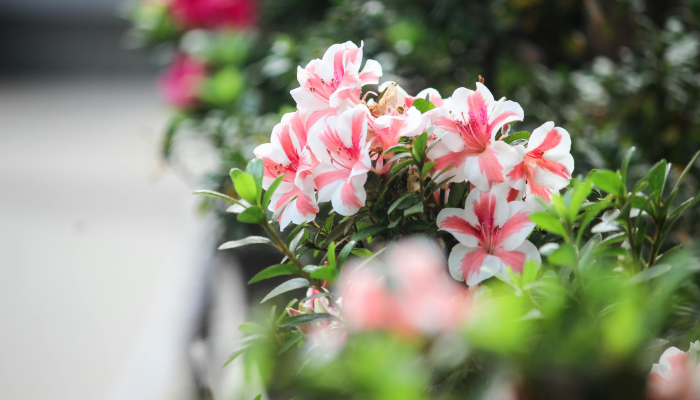 实测教程”花花生活圈挂怎么开”开挂(透视)辅助教程