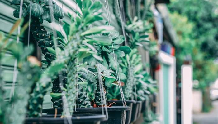 开挂器推荐“天胡荽开挂透视”其实确实有挂