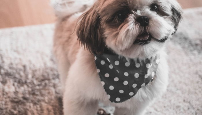 实测教程”哈狗游十三道开挂教程”(透视)其实确实有挂