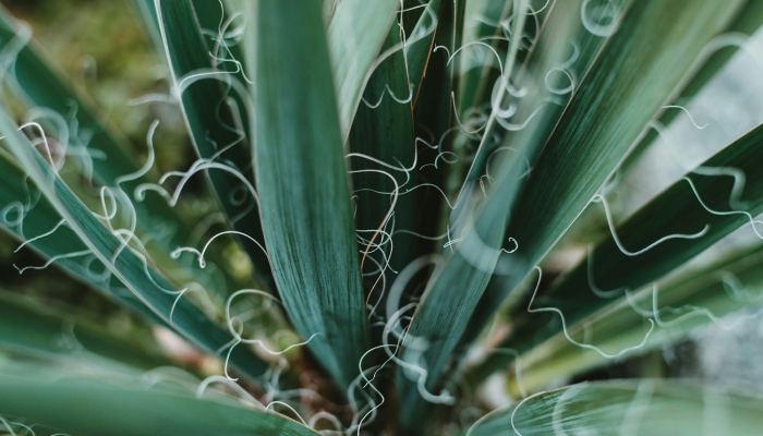 辅助开挂神器“蒲花大菠萝原来可以开挂”其实确实有挂