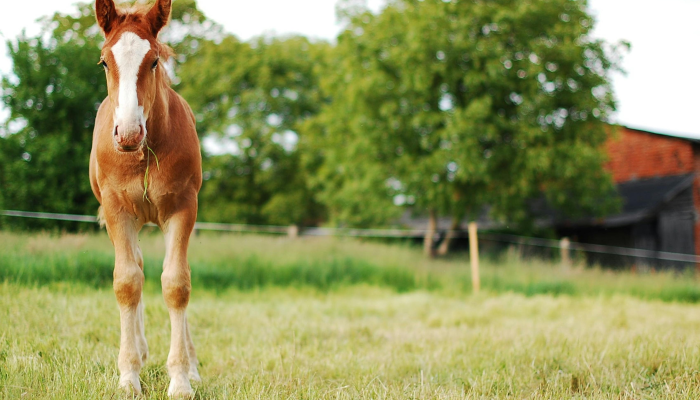 教程开挂辅助“疯狂动物城有没有人开挂”其实确实有挂