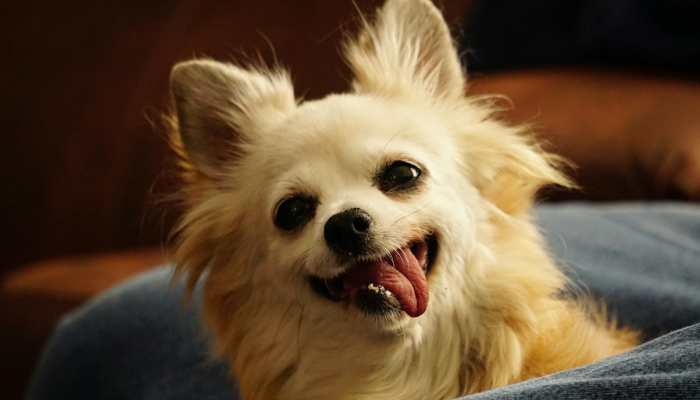 辅助开挂神器“哈狗游十三道开挂教程”(透视)其实确实有挂