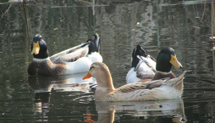 实测教程”十三十三水比鸡挂”(透视)其实确实有挂