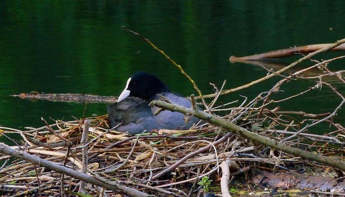 实测教程”十三十三水比鸡挂”其实确实有挂